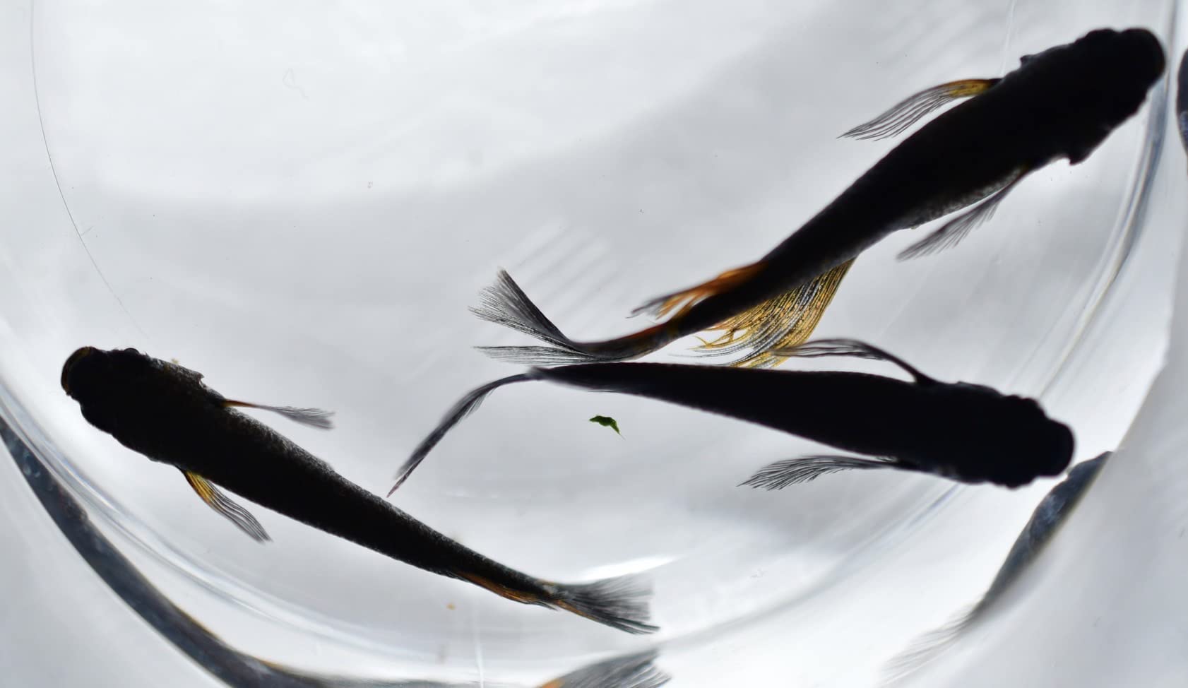 最終大幅お値下げ❗️古伊万里水指龍柄メダカ飼いにも 観葉植物